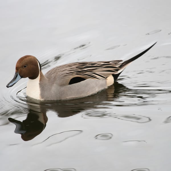 Bay Nature Hike: Meeker Slough Birding 1