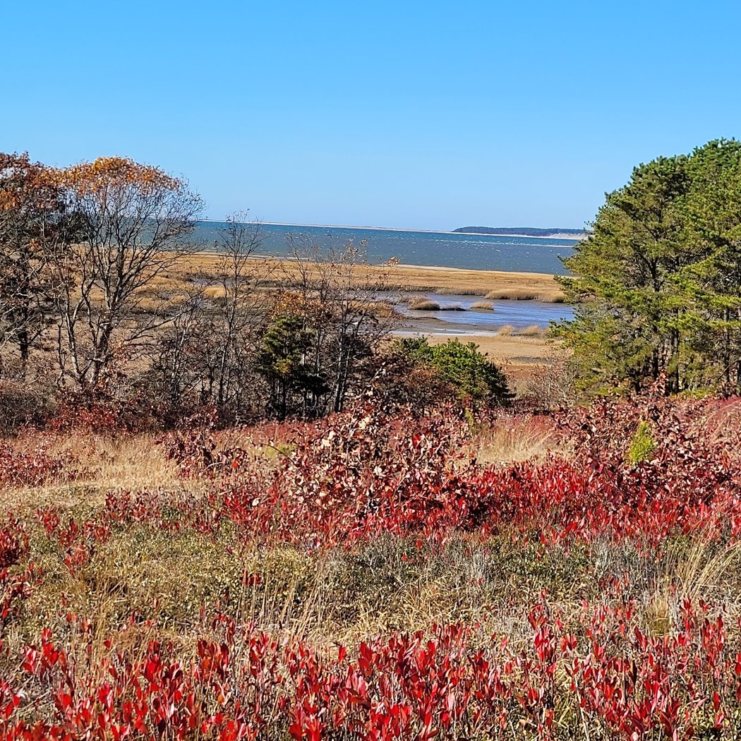 Early Bird Walk at Wellfleet Bay 4