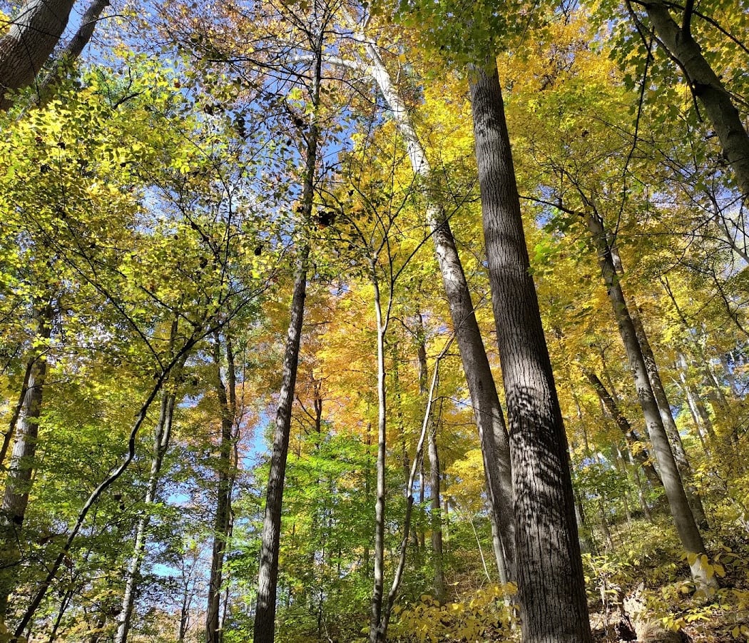 California Woods Nature Preserve 2