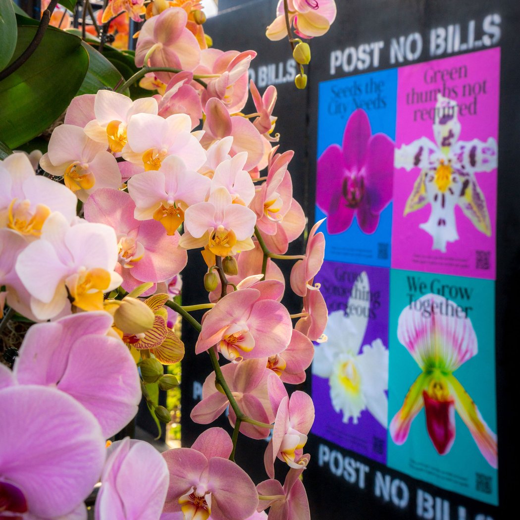 The Orchid Show: Mr. Flower Fantastic's Concrete Jungle 1