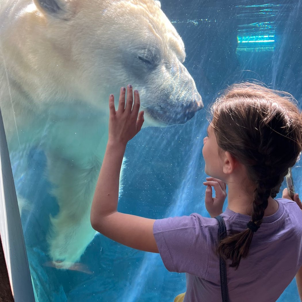 ZOOFARI at Saint Louis Zoo 1