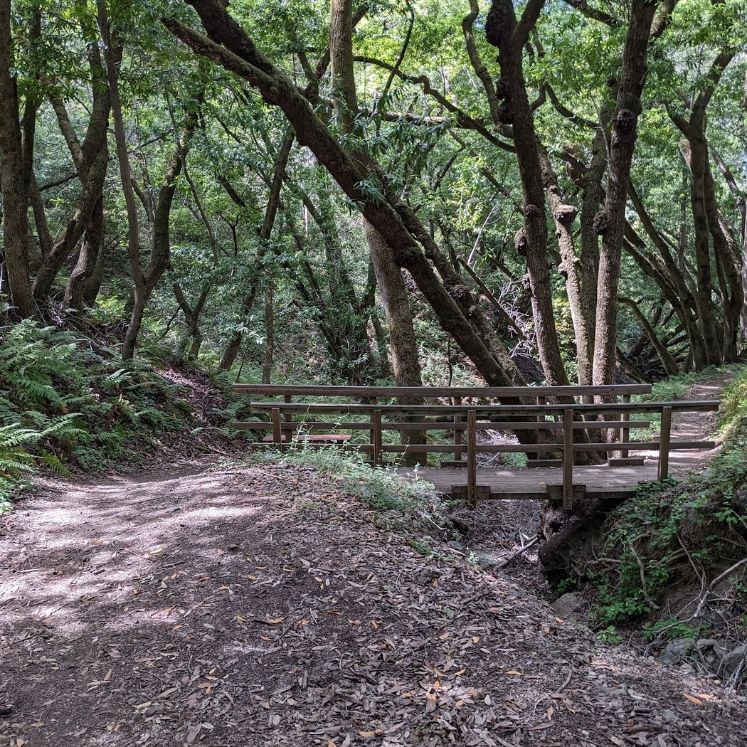 Fern Loop Trail 2