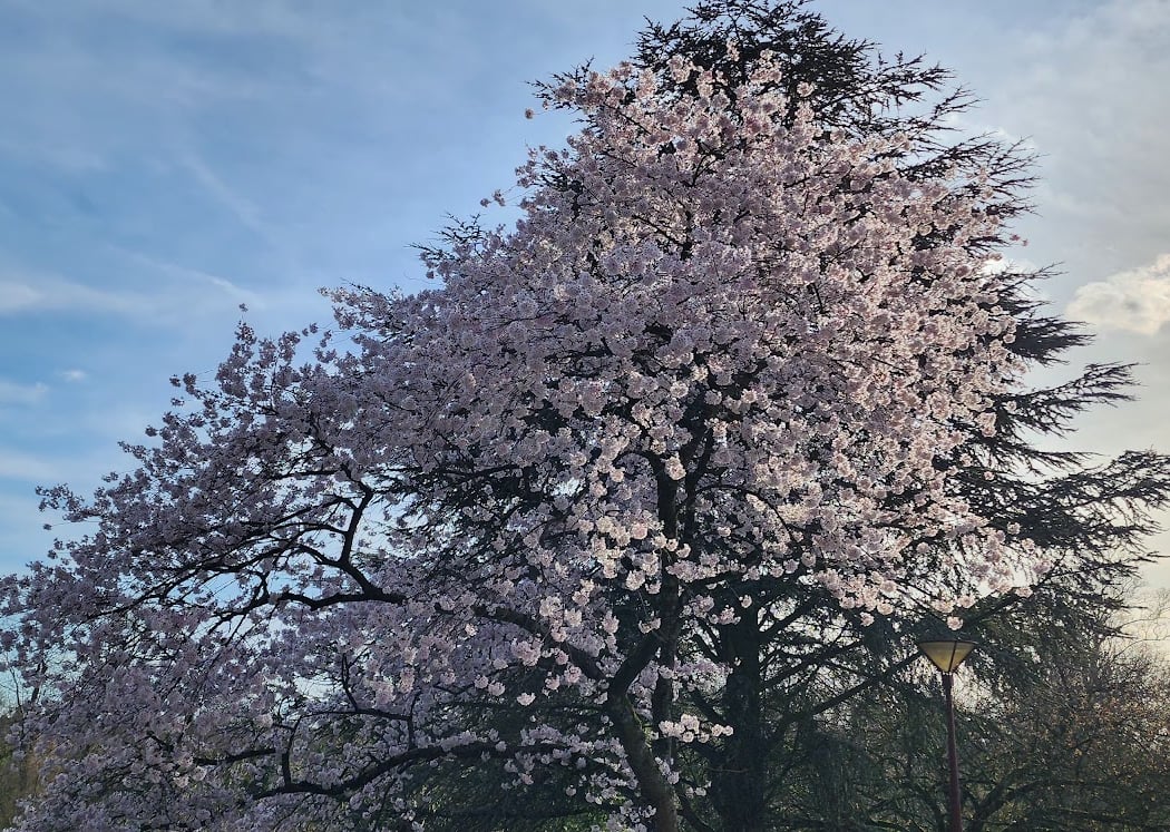 Ateliers sur le jardinage, la durabilité et la conservation de la faune 1