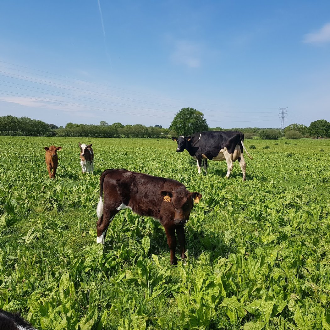 Visites guidées à la Ferme Lait Près verts 5