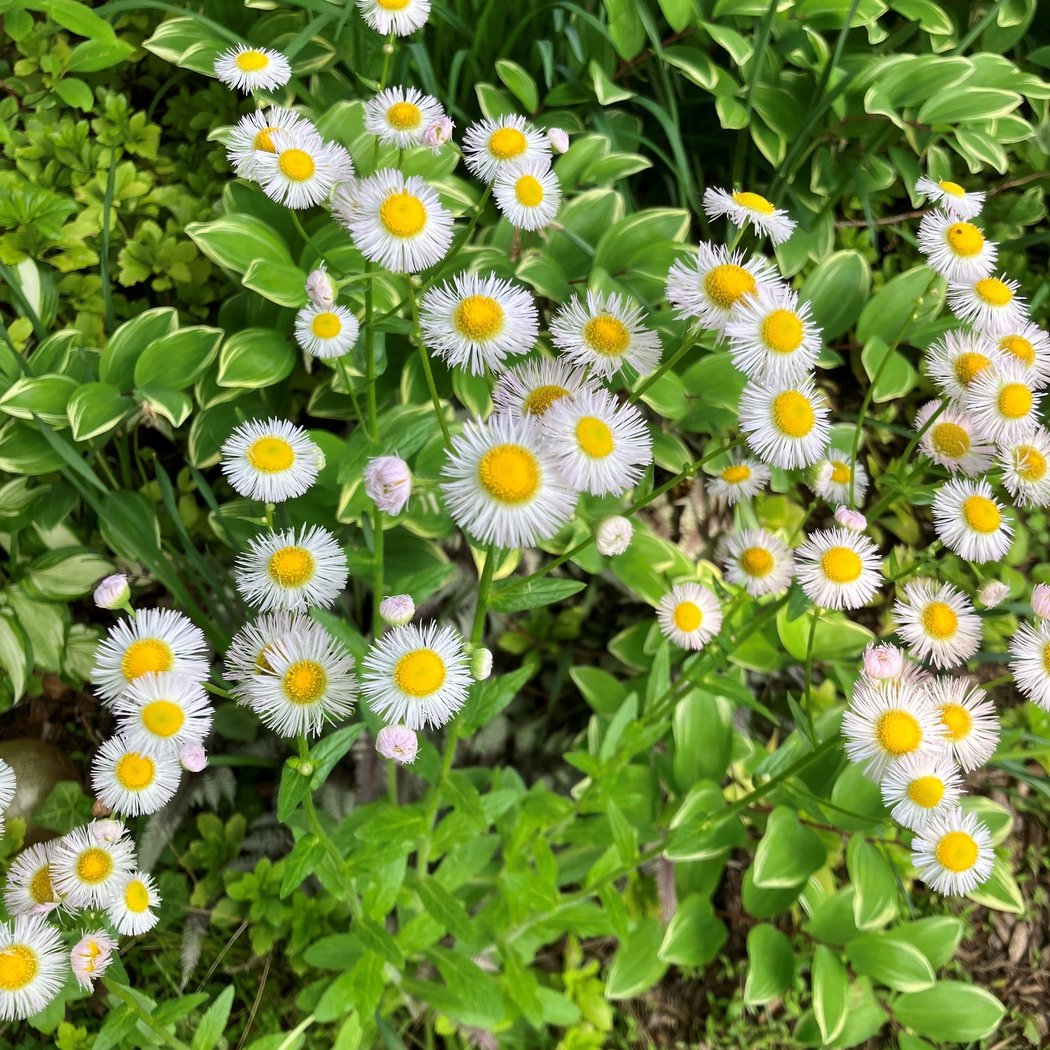 Custer Preserve Native Garden Maintenance 3