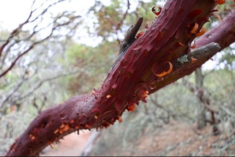 Sobrante Ridge Botanic Regional Preserve 3