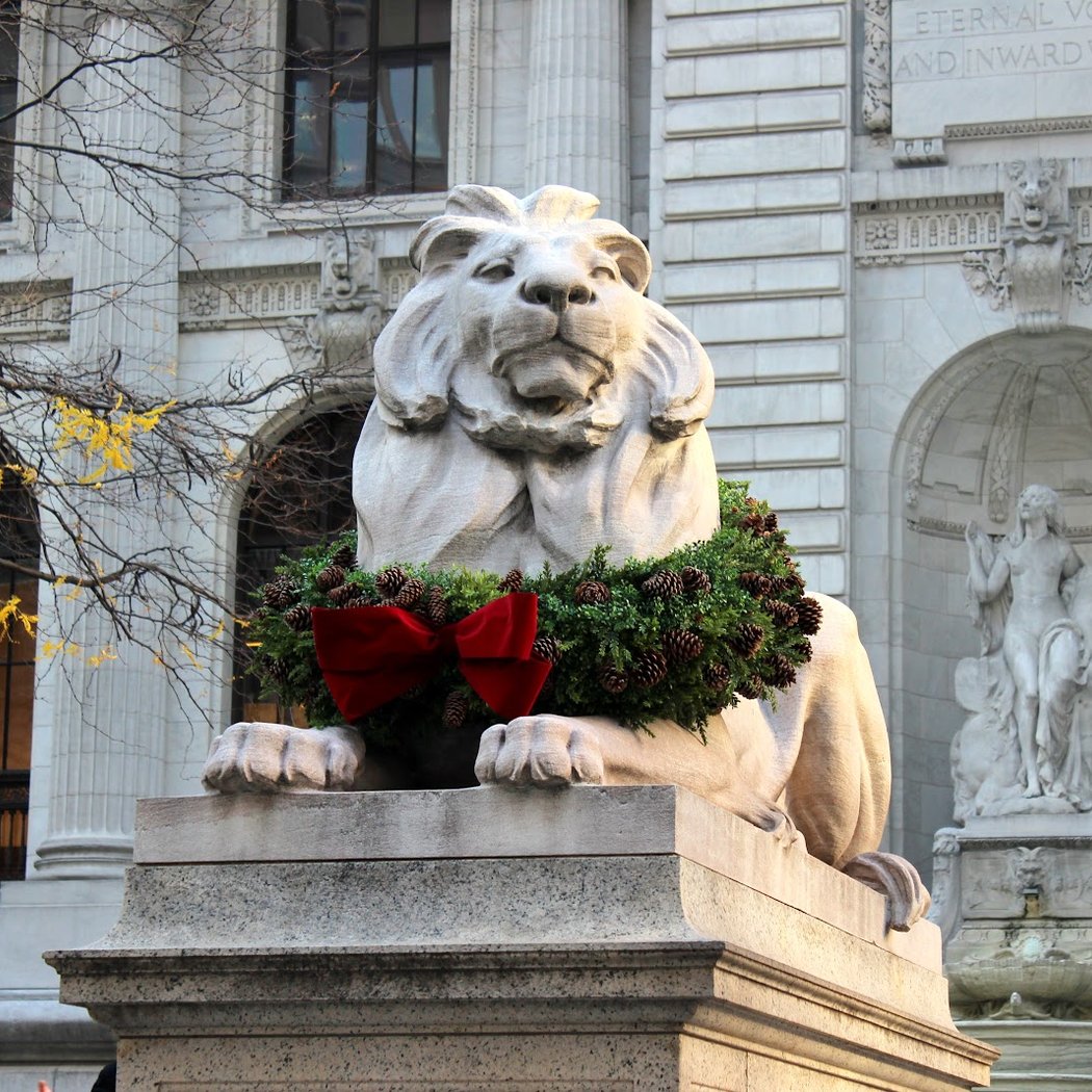 Patience Lion 1