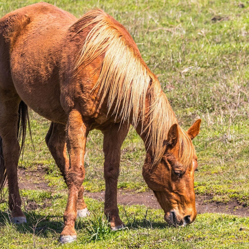 Horse Hill Preserve 2