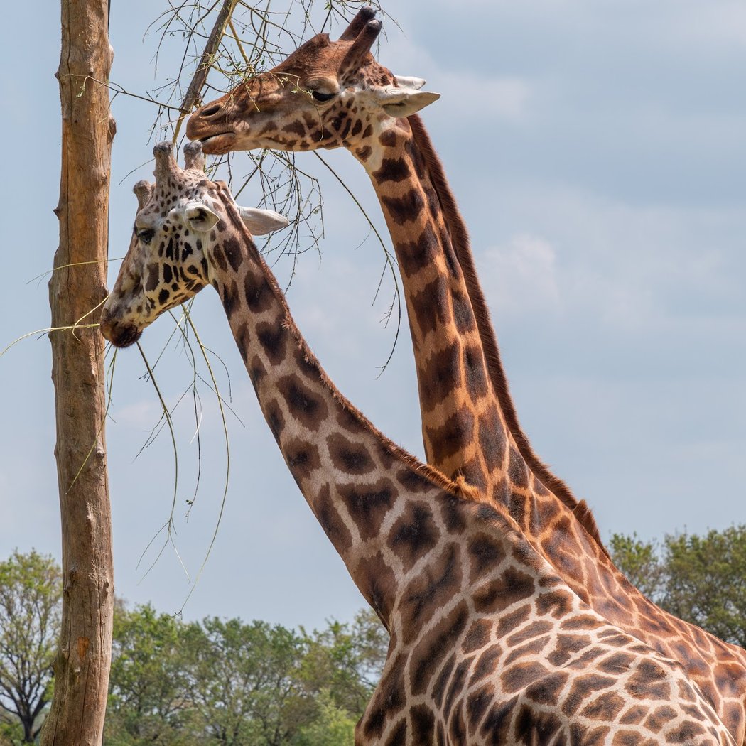 RDV pour la conservation : Manchots de Humboldt 2