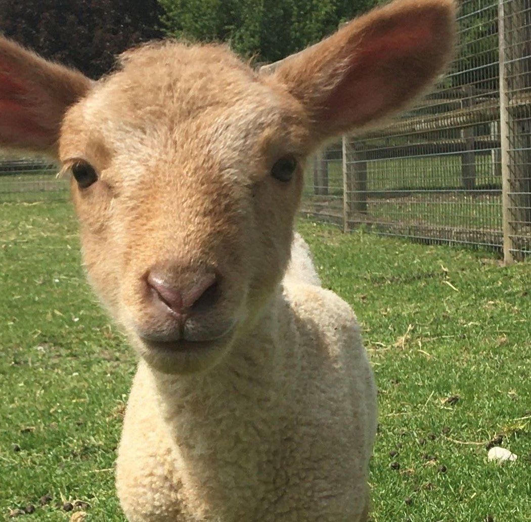 Open Farm Gally 1