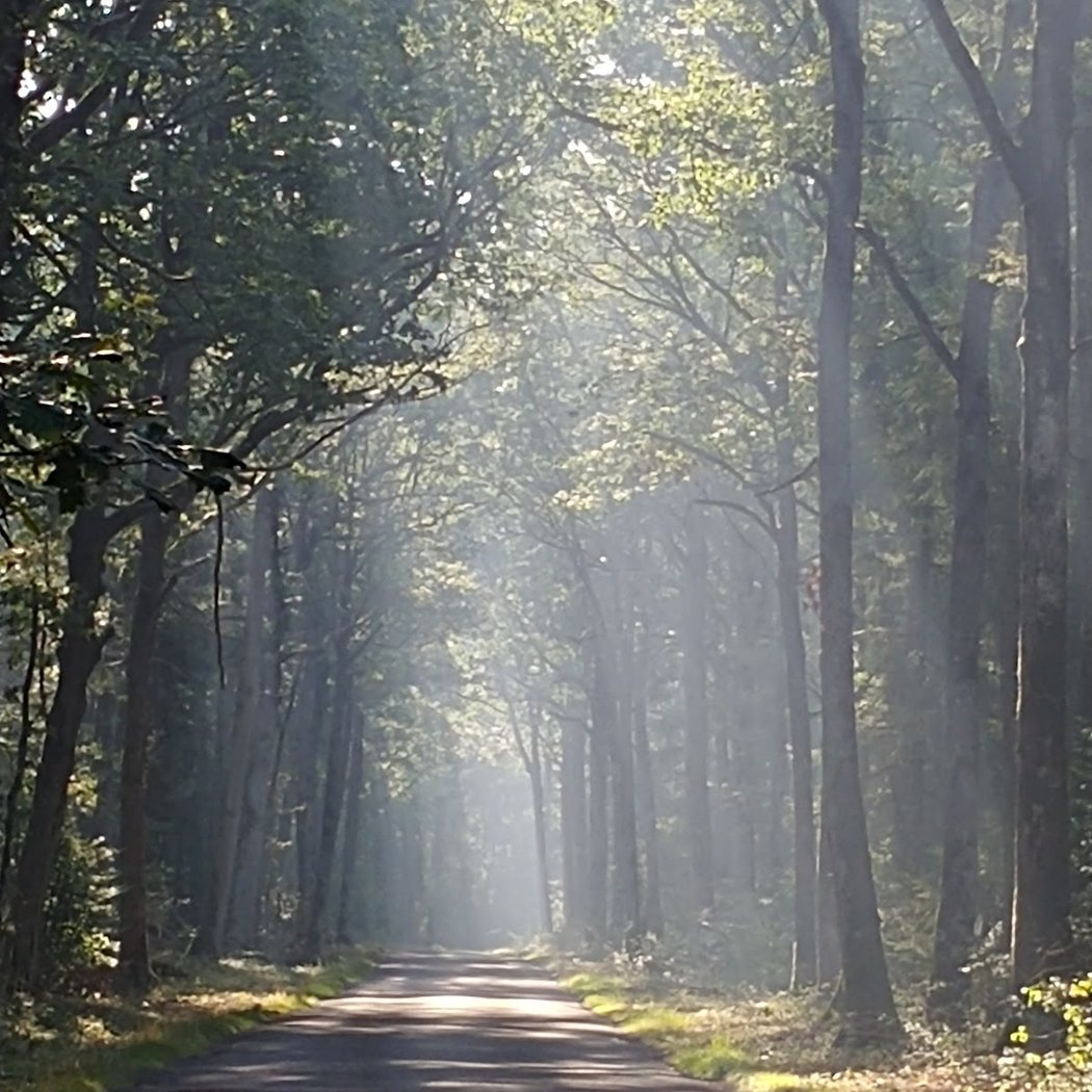 Bois-le-Roi 1