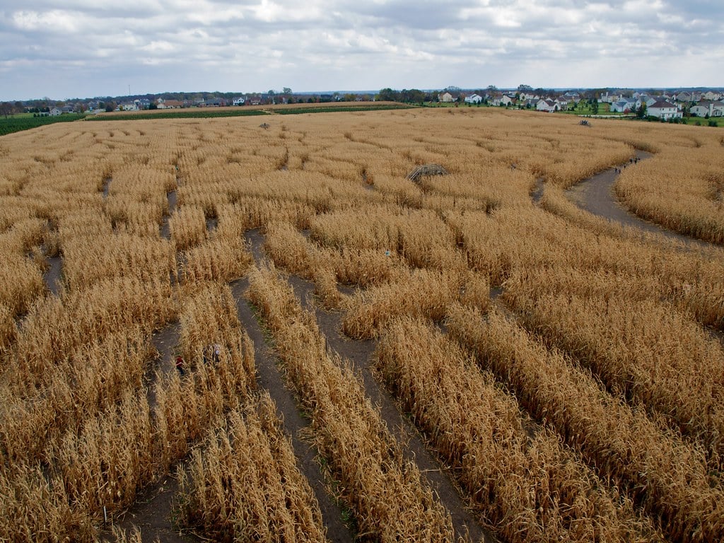 Amazing Maize Maze 3