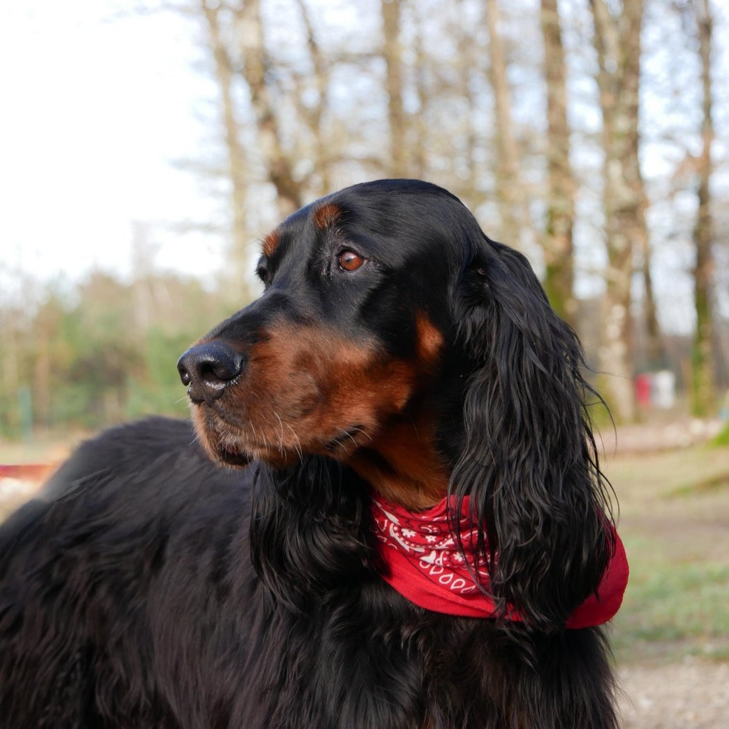 Cercle Canin Montrichardais 1
