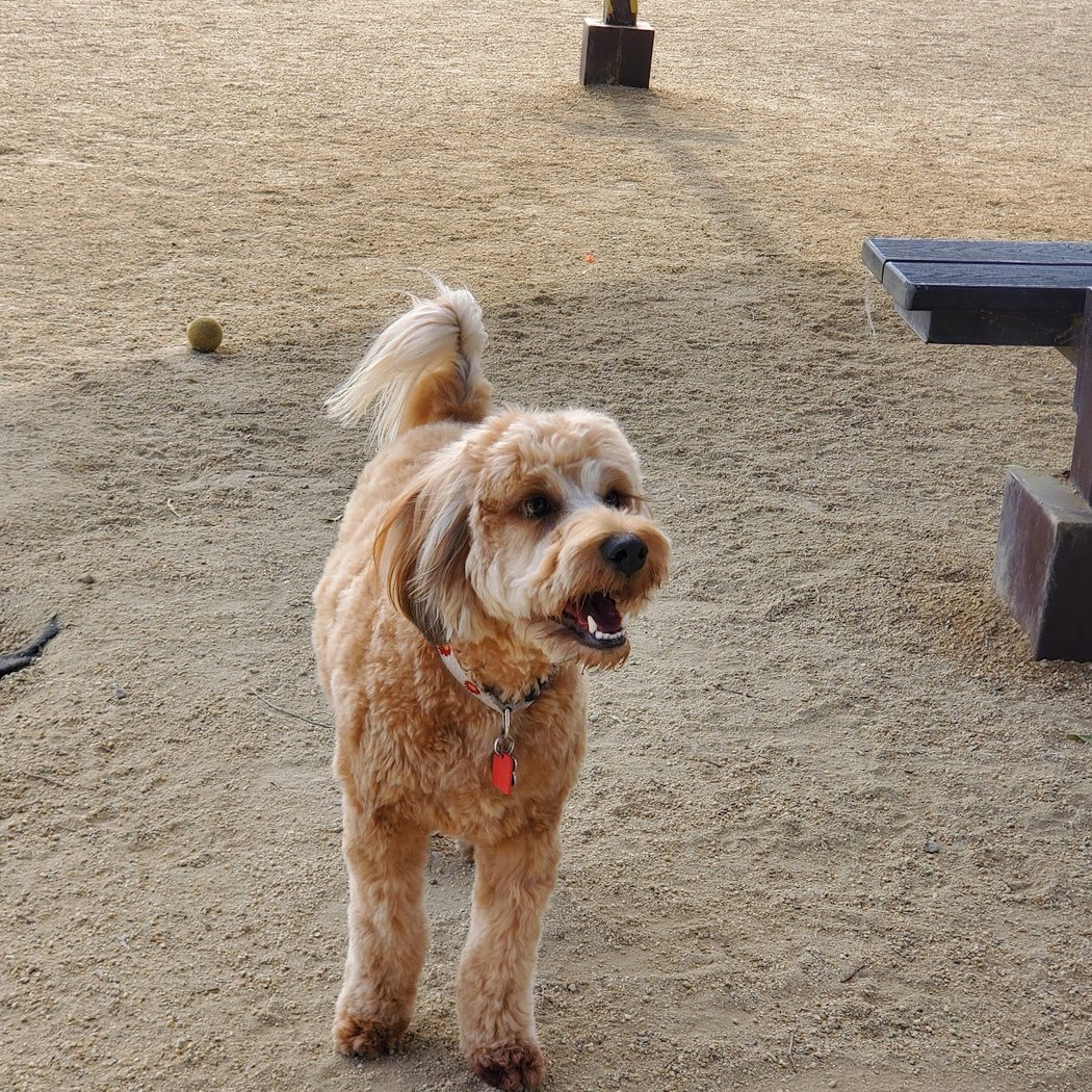 Bark & Ride 1