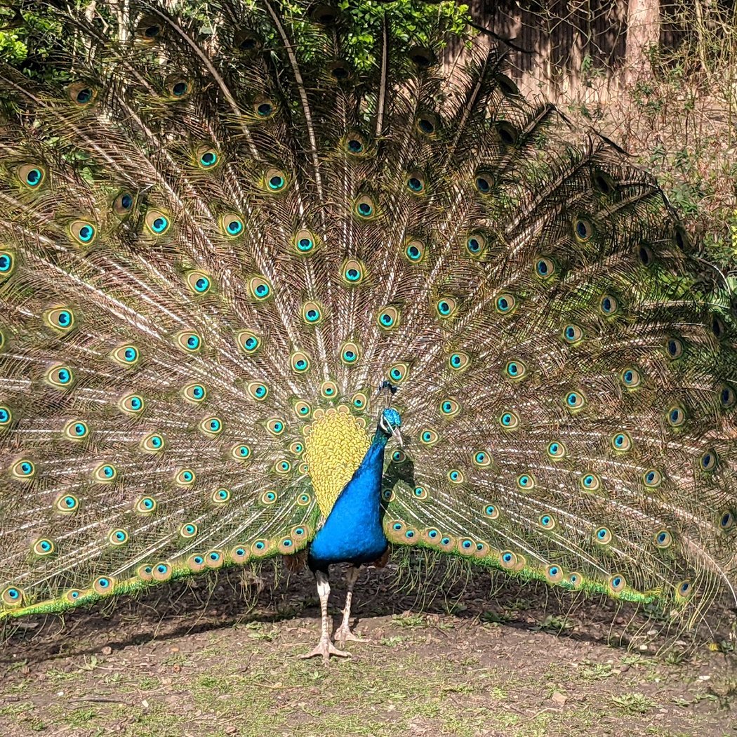 Observation de la faune urbaine au bois de Vincennes 3