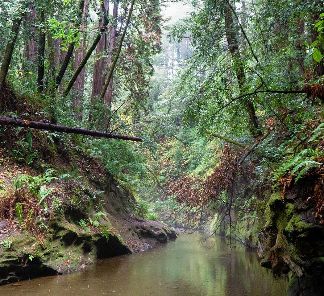 The Forest of Nisene Marks State Park 3