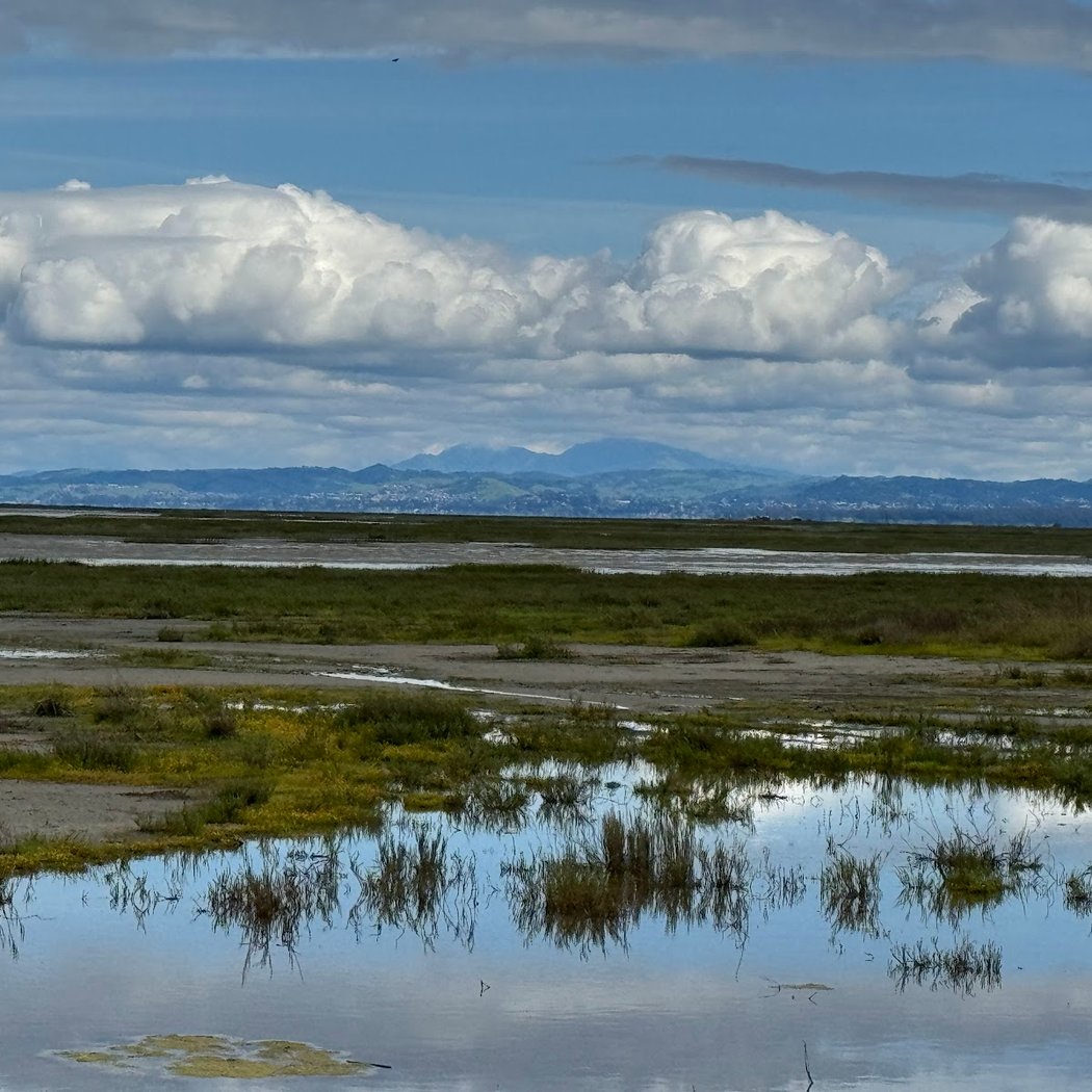 CCC Annual Bird Walk 2