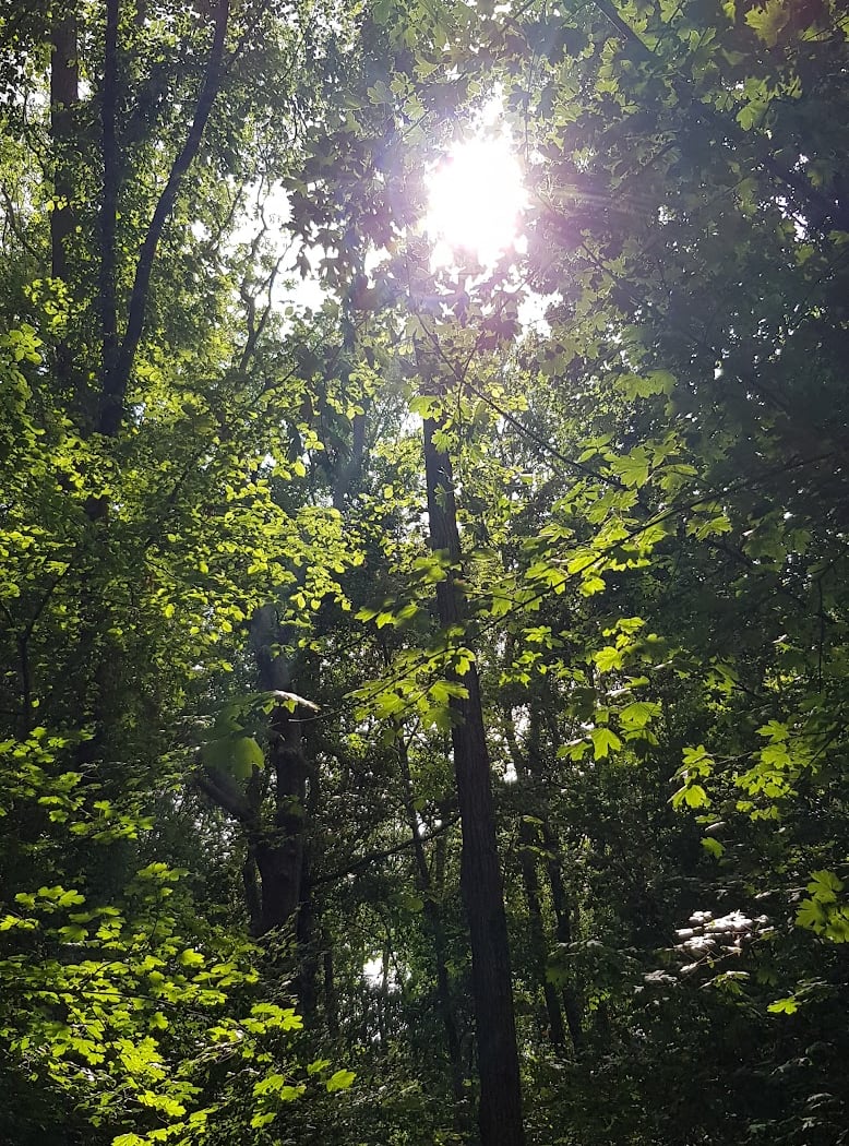 Bois des Enfers 1