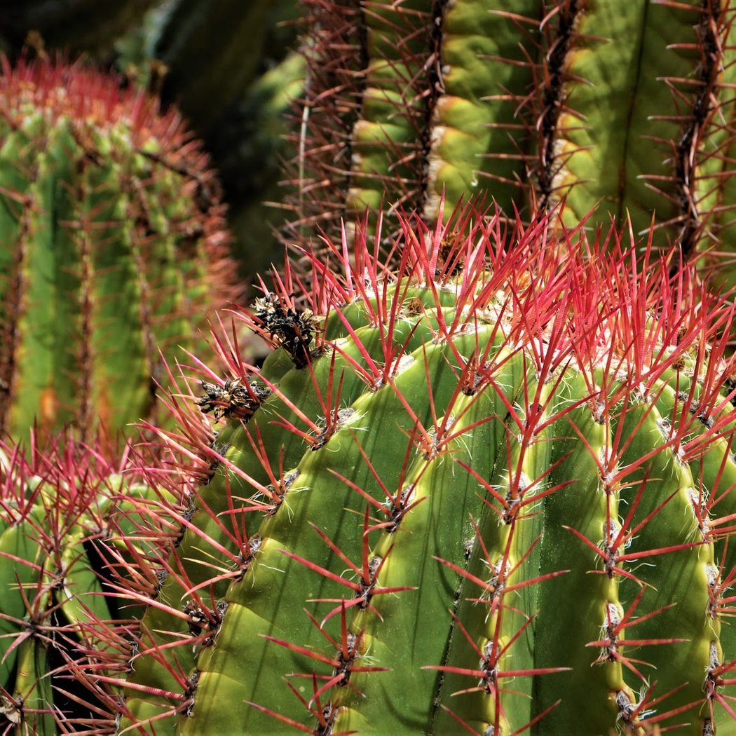 UC Riverside Botanic Gardens 1