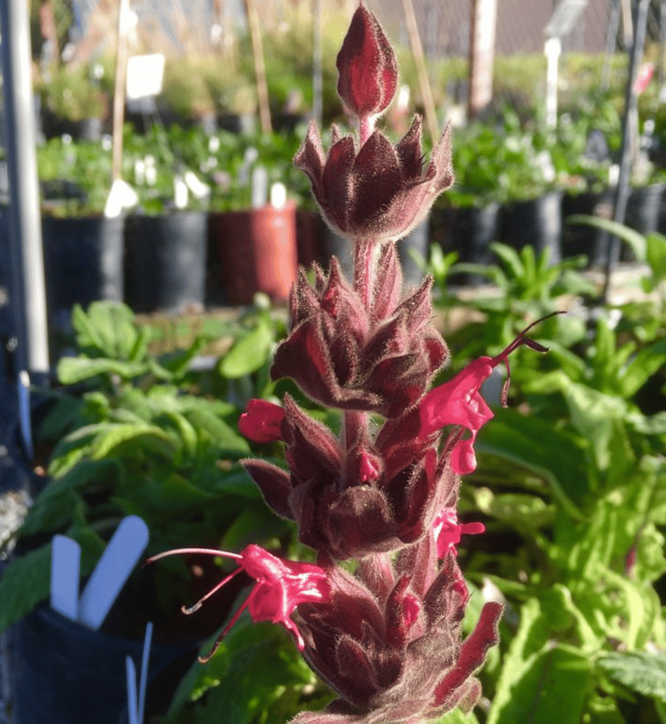 Mission Blue Nursery 3