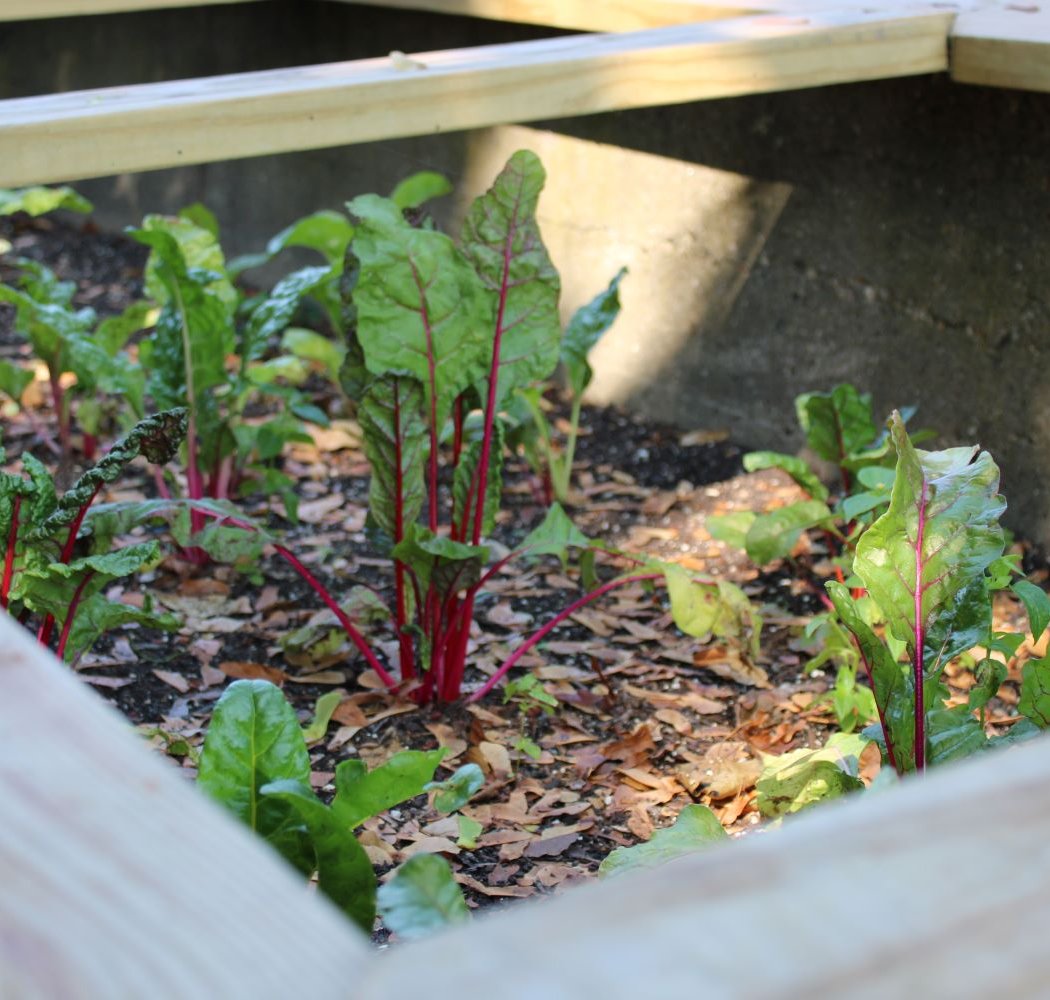 Garden to Table: Sweet Summer Solstice