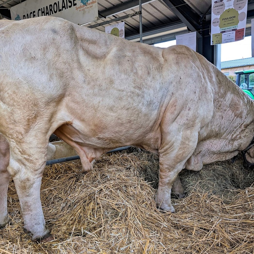 Foire de Béré 3