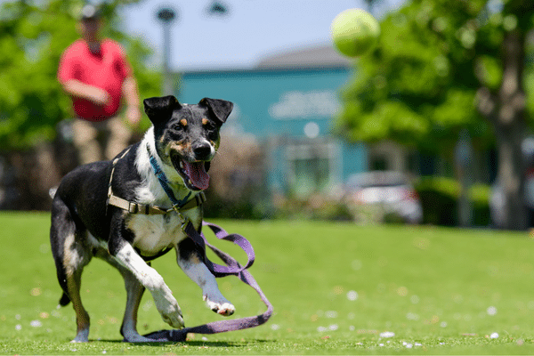 Beginning Flyball (In-Person) 1