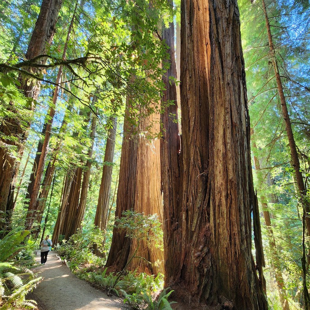Tall Trees Grove 1