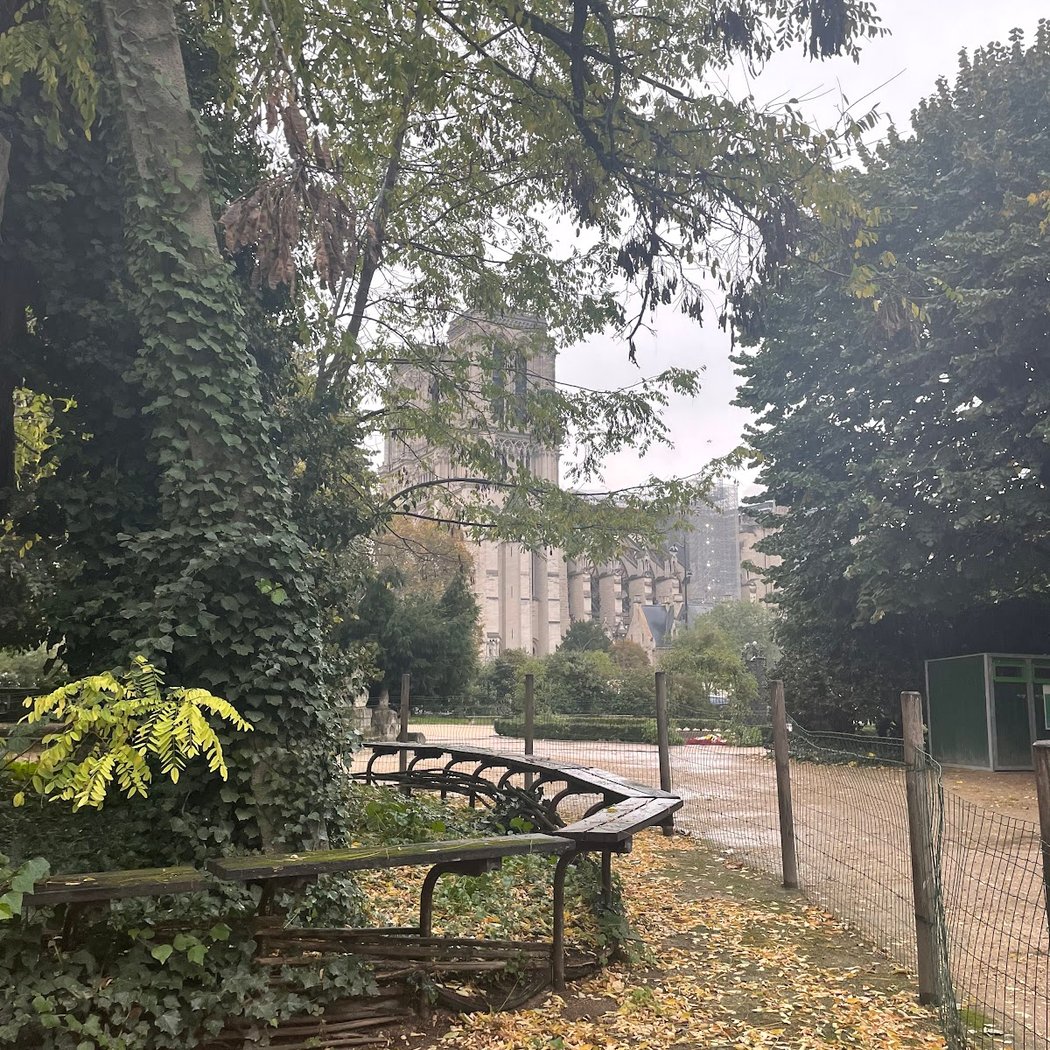 The Oldest Tree in Paris 3