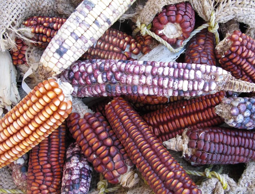 Plantes cultivées et animaux domestiques : quels voyages ? 1