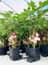 AutoPot 1Pot System - in use