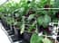 AutoPot 4Pot System - gallery