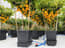 AutoPot 4Pot System - gallery