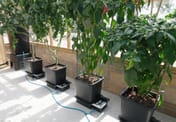 AutoPot 4Pot System - in use