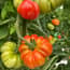 AutoPot Accessory pack for easy2grow Extension kit - Original AQUAvalve - gallery 1