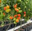 AutoPot Accessory pack for easy2grow Extension kit - Original AQUAvalve - gallery 2