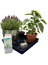AutoPot easy2GO Kit - cutout
