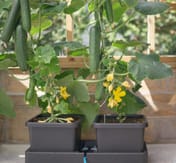 AutoPot easy2grow Extension Kit - in use