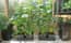 AutoPot easy2grow Kit - gallery