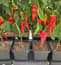AutoPot easy2grow Kit - gallery