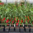 AutoPot easy2grow Kit - gallery