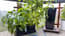 AutoPot easy2grow Kit - gallery