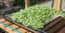 AutoPot Tray2Grow Micro Herb Tray - gallery
