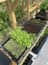 AutoPot Tray2Grow Watering System - in use