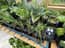 AutoPot Tray2Grow Watering System - in use