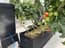 AutoPot Tray2Grow Watering System - in use