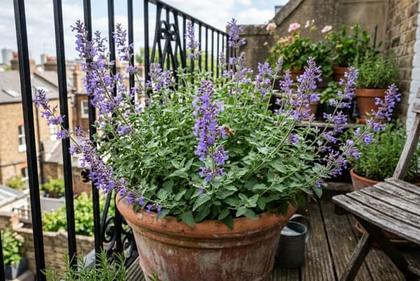 Catmint Nepeta Walkers Low with purple-blue flower spikes growing in a container on a UK balcony