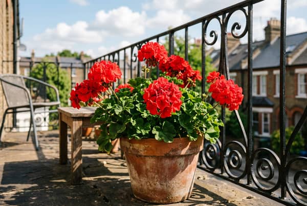 Red geraniums in a weathered terracotta pot flowering on a sunny UK balcony with wrought iron railings