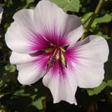 34 Easy to Grow Flowers for Your Garden