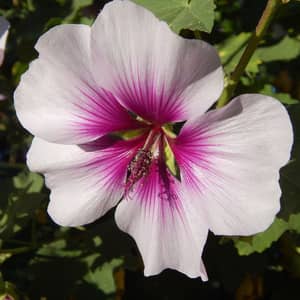 Althea Rose of Sharon flowering shrub with pink blooms in a UK garden